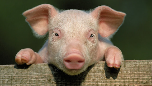 cute baby pig wallpaper