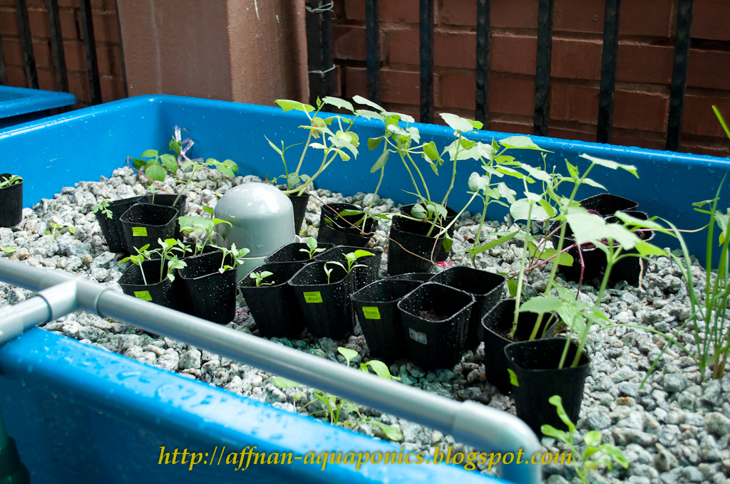 Affnan's Aquaponics: Aquaponics Malaysia - En. Ahmad Hayan Radzi Setup