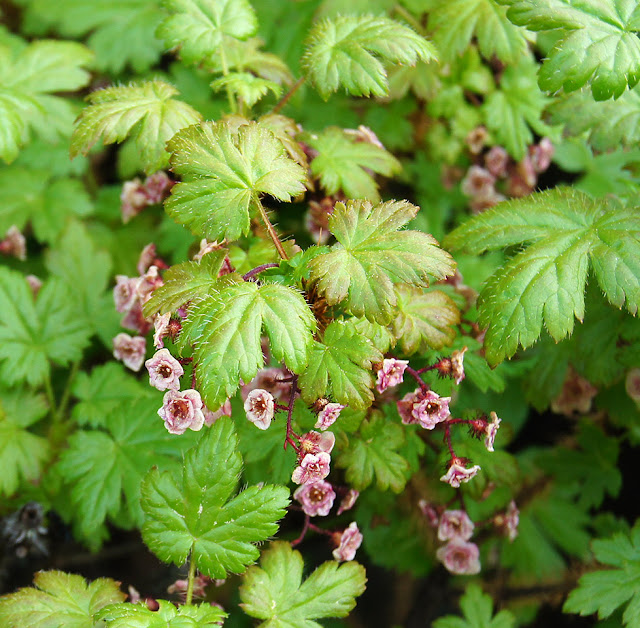 Смородина ощетиненная (Ribes horridum)