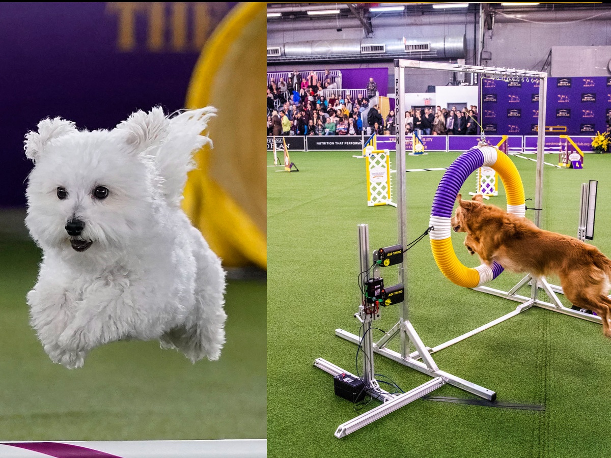 Dogs performing during show in North Carolina