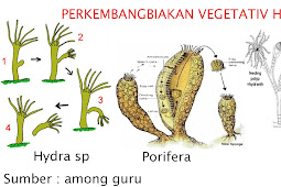 Reproduksi pada Hewan   