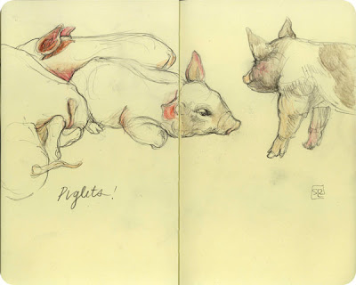 Piglets, sketchbook at the Royal Fair 2012 by Shannon Reynolds