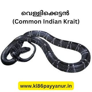 വെള്ളിക്കെട്ടൻ (Common Indian Krait)