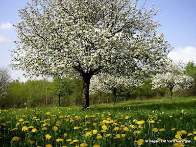 pommiers en fleurs, 