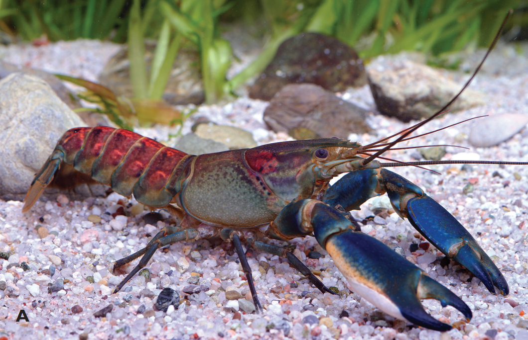 Ditemukan Spesies Baru Udang Karang Endemik di Papua Barat 