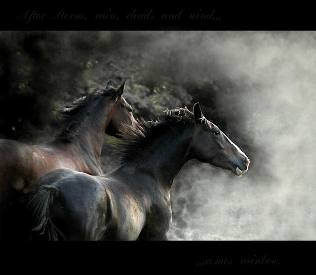 black horse_wallpaper_hd