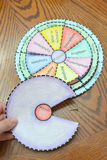 Mitosis Foldable