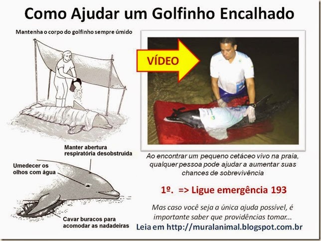 Como Ajudar um Golfinho Encalhado