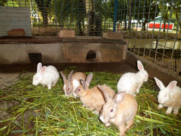 How To Start A Profitable Rabbit Farming Business In Kenya
