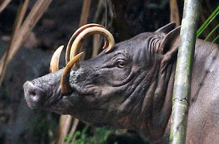 babirusa