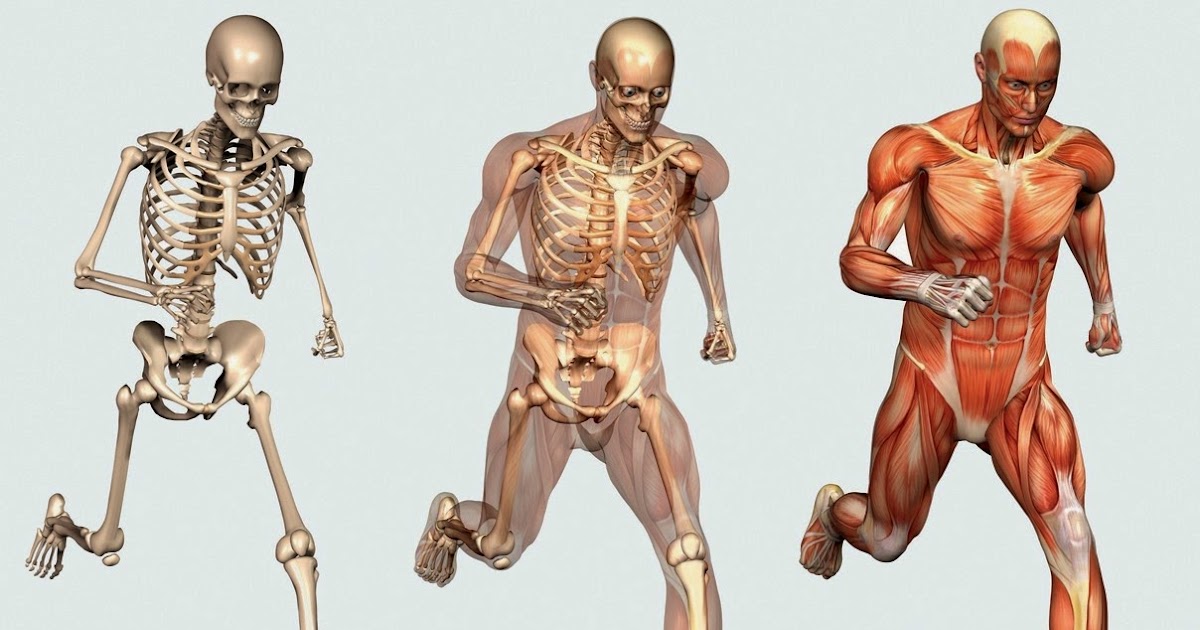 Optimal Bone and Muscle Formation: Welcome to Bones and ...