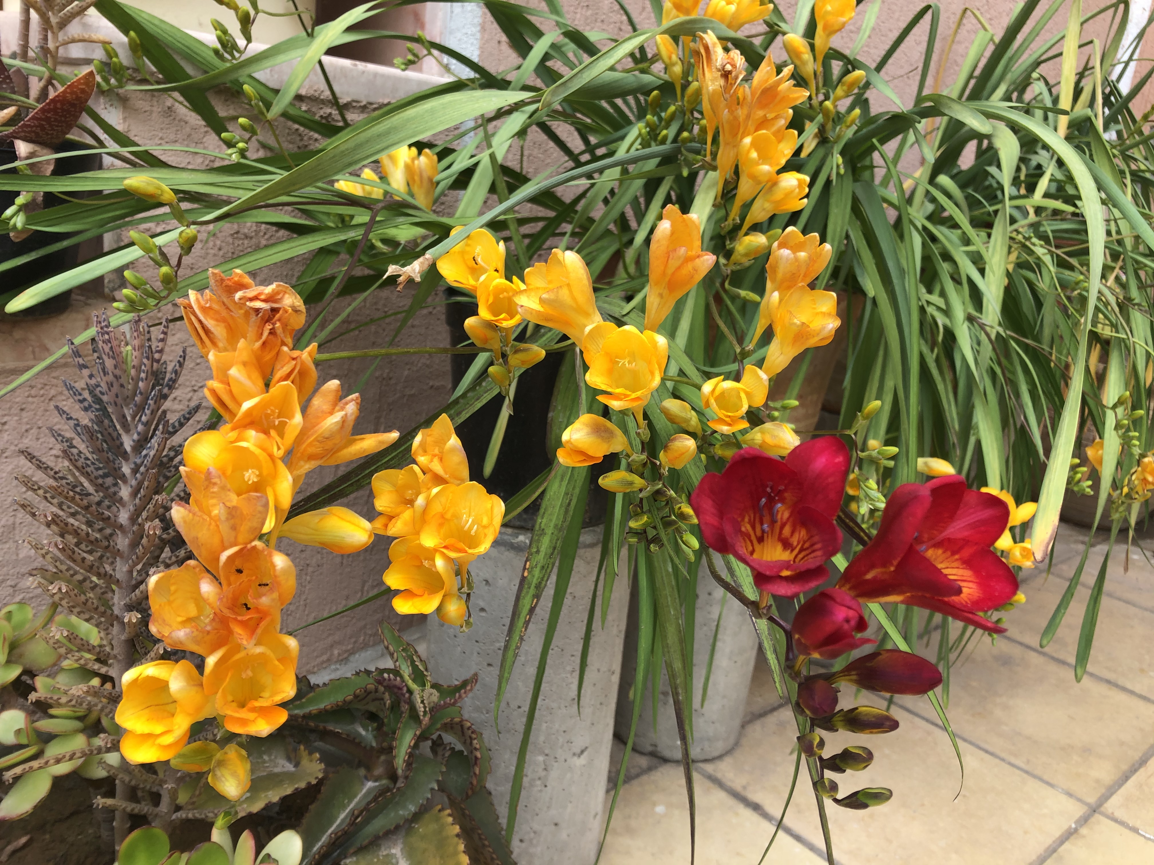 Plant freesia bulbs in pots  as care of freesia in pots is relatively easy, and you can bring the entire pot indoors for winter storage.