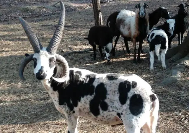 15 Animals with the Longest Horns in the World