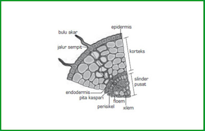 Akar merupakan bab penting tumbuhan atau tumbuhan  Mengenali Struktur Anatomi Akar Tumbuhan dan Bagian-Bagiannya