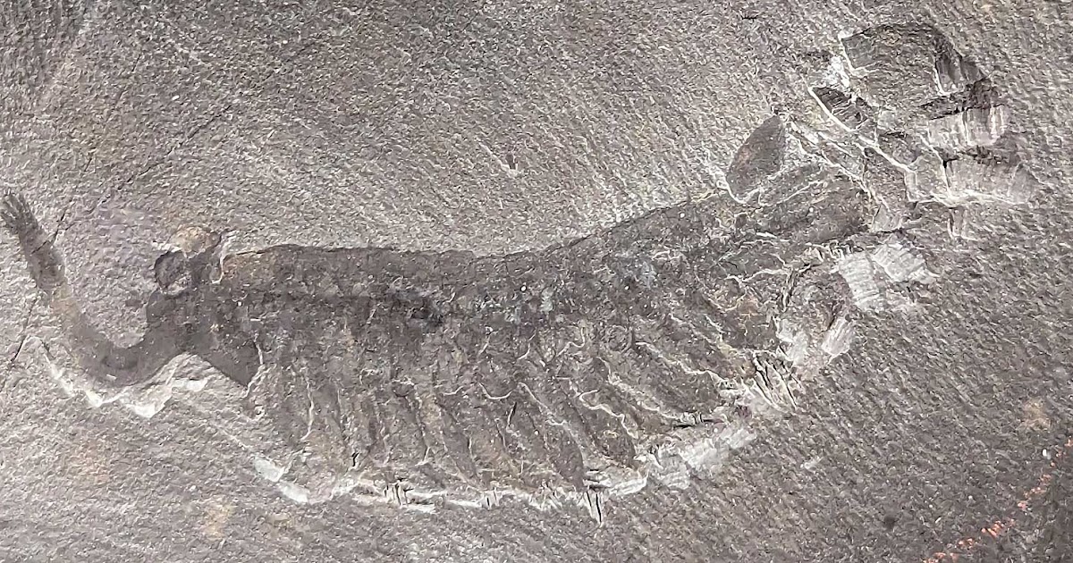 Louisville Fossils and Beyond: Opabinia regalis Fossil