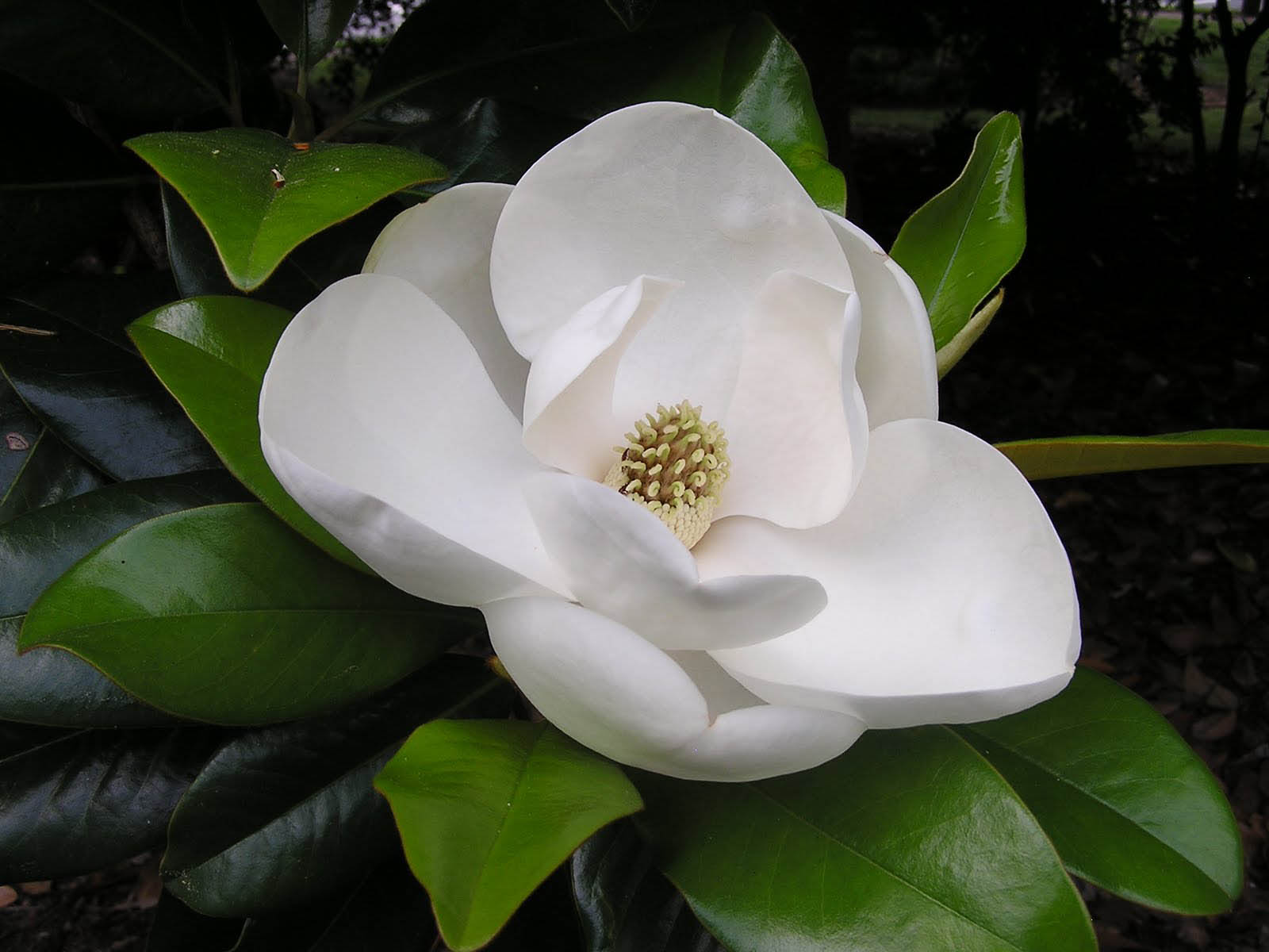 Wallpapers Southern Magnolia Flower Wallpapers HD Wallpapers Download Free Map Images Wallpaper [wallpaper684.blogspot.com]