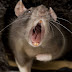 Laser ativa instinto matador em ratos!