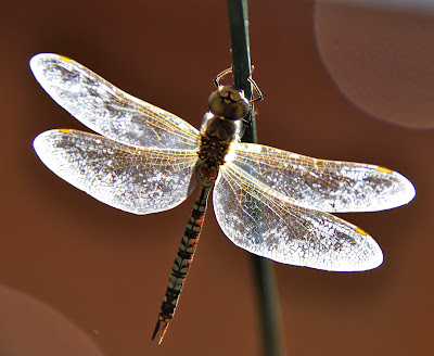 Libelle, Peru