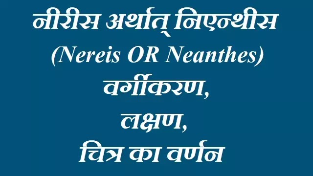 नीरीस अर्थात् निएन्थीस (Nereis OR Neanthes):वर्गीकरण, लक्षण, चित्र का वर्णन|hindi