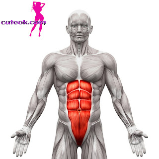Function of the Lower Abdominal Muscles