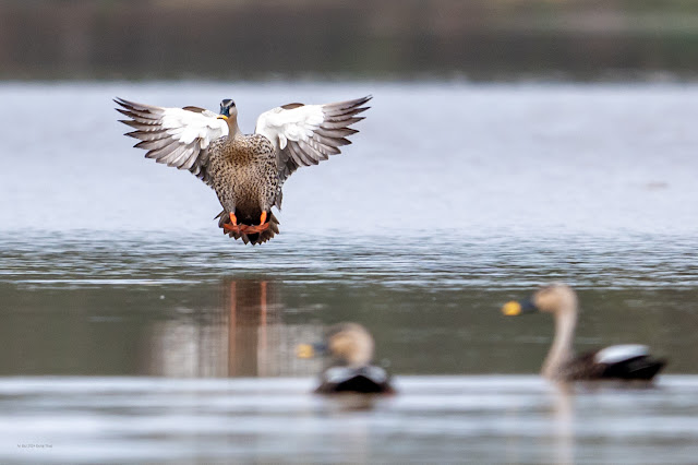 An Bui 2024 Dong Thap - Indian spot-billed duck (Vịt trời, Vịt mỏ đốm)