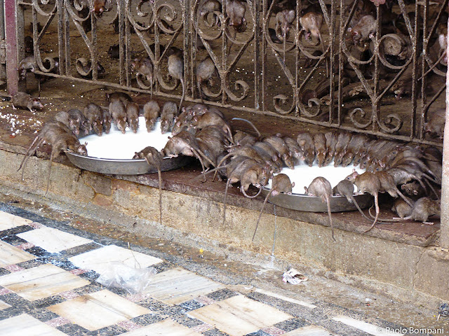 Карни Мата – необычный храм крыс в Индии