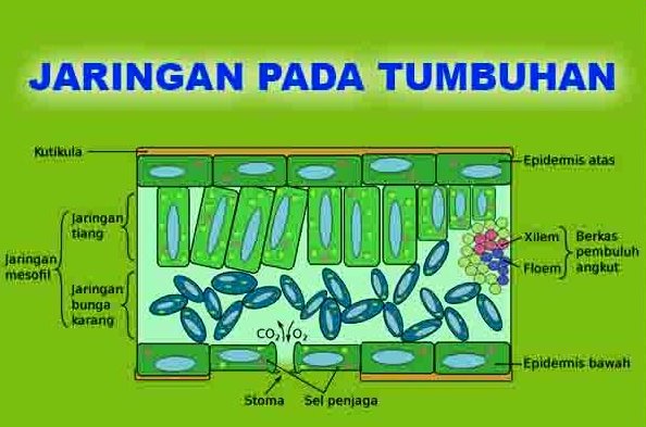 Rangkuman Biologi JARINGAN  PADA TUMBUHAN Pengertian 