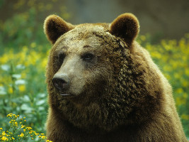 Brown bear bruno marsicano