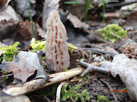 Young Morchella elata