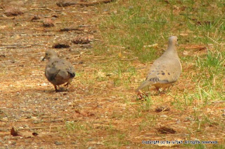 Mourning Doves