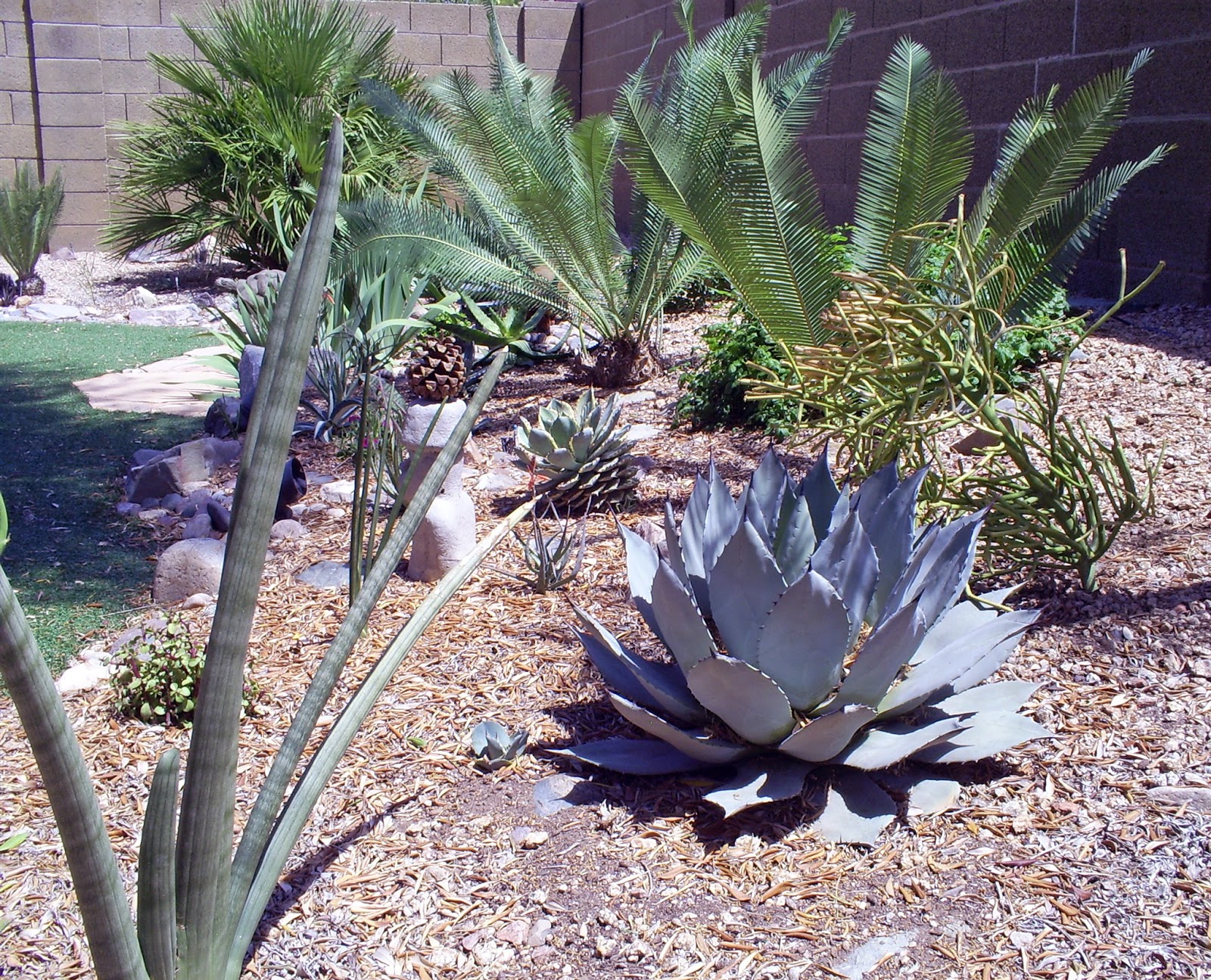 20+ Modern Desert Landscaping Plants Photos - Landscape Ideas