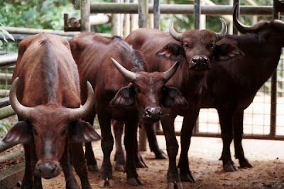 Extremely Dangerous Animals pictures CAPE BUFFALO