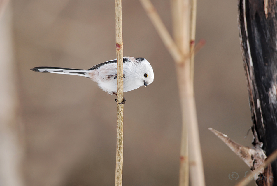 Sabatihane, Aegithalos caudatus, Long-tailed Tit, tihane