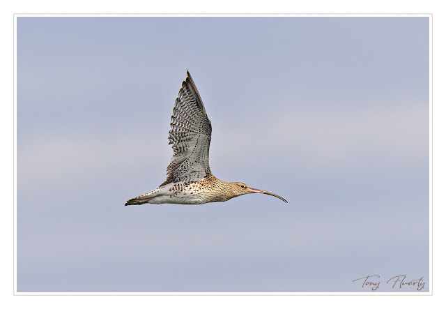 this is an image of a curlew in flight at Carlingford, Ireland