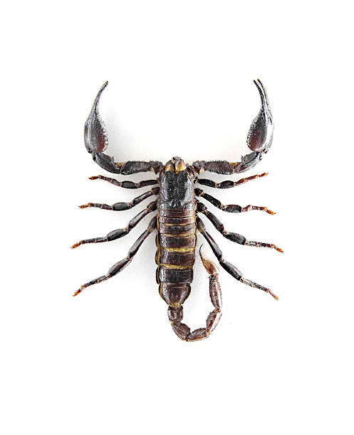 Scorpion | Description, Classification, Habitat, Diet, and Facts