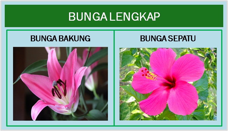 Contoh Gambar Bunga Sempurna Dan Tidak Sempurna - Contoh Bee