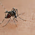 Brasil registra aumento de 400% em casos de dengue em 2024