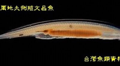 [新しいコレクション] 文倉魚 191529