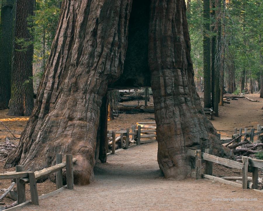 california-tunnel-tree