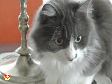 Update Harga Kucing Persia Medium Abu Abu (Anakan dan Dewasa)