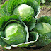 Cabbages skin benefits
