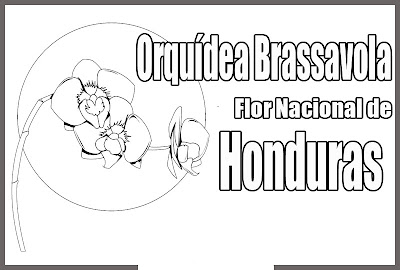 Dibujo de la Flor Nacional de Hondura Pra Colorear