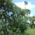 Mesquite Tree & Palms