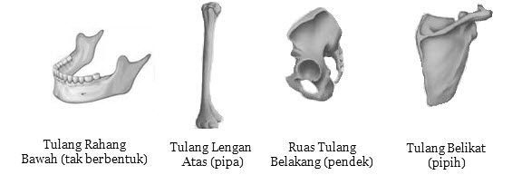 Tulang Sebagai Alat Gerak Pasif