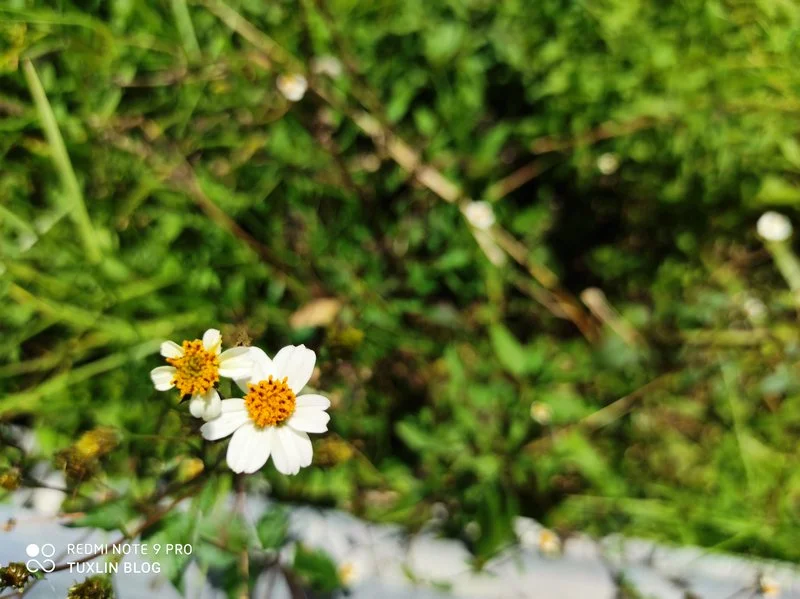 Hasil Foto Kamera Xiaomi Redmi Note 9 Pro