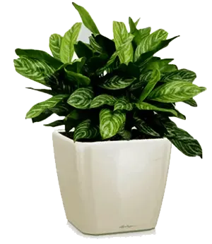 Chinese Evergreen