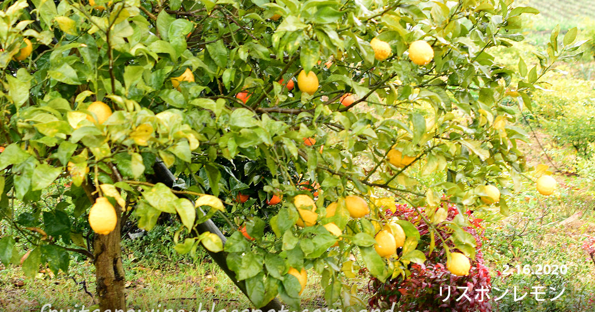 レモンの苗の種類と品種一覧 Lemon Variety 果樹の苗の種類 果樹オタクのための栽培品種の一覧データベース