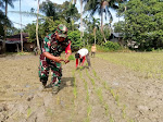 Niatkan Jadi Wadah Ibadah dan Dukung Hanpangan, Babinsa Bantu Petani di Babahrot Tanam Padi