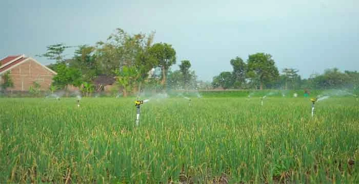 Program Electrifying Agriculture, PLN Tumbuh 22,28 Persen