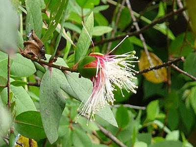 Berembang (Sonneratia caseolaris)